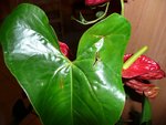 Anthurium 2.jpg