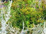 La plante à identifier est derrière l'absinthe (gris bleuté)