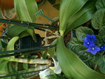 mes orchidées 086.jpg