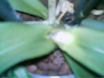 mes orchidées 087.jpg