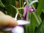 mes orchidées 099.jpg