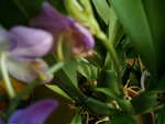 mes orchidées 100.jpg