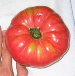 tomates  C.jpg