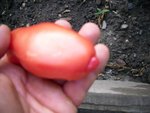 têton caractèristique tomate couleur rosâtre.
