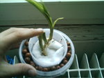mes orchidées 056.jpg