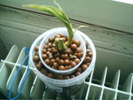 mes orchidées 057.jpg