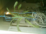 mes orchidées 090.jpg
