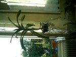 mes orchidées 092.jpg