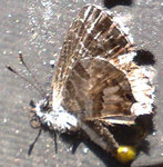 papillon autour des géraniums et du citronnier