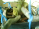 mes orchidées 095.jpg