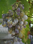 Photo réalisée le 3 septembre