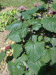 jardin2009-006a.jpg