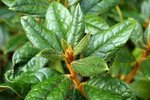 go-rhododendron.jpg