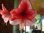 fleurs 04.09.2009 009.jpg