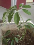 plante.JPG