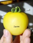 Zapotek.jpg
