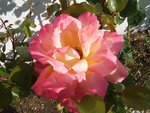 ROSE 01.JPG