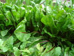 DSC01414.JPG