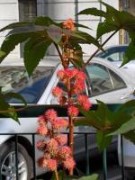 2009_0805 nizzalabella.jpg