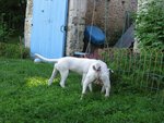 chiens-couilles-web.jpg