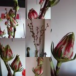 Fleurs inconnues.jpg