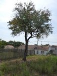 arbre1.jpg