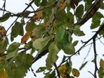 arbre 3.jpg