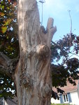 DSC00330.JPG