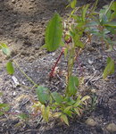 jardin 2009 004.JPG