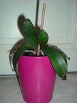 DSCF2461.JPG