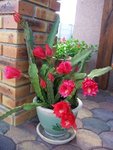 plantes-grasses-1.jpg