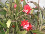 Copie de plantes-grasses-2.JPG
