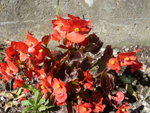 SDC10907.jpg