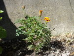 SDC10901.jpg