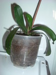 DSCF2483.JPG