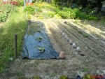 les melons et pastèques à droite les betteraves sous bouteilles