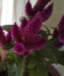 fleur.JPG