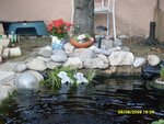 Bassin des tortues