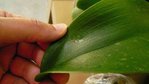 phal1 colle.jpg