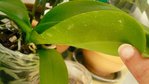 phal1 dessous.jpg