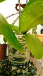 phal1 ens.jpg