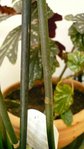 phal1 tige.jpg