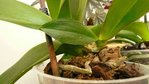 phal3 racines.jpg