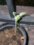 DSCN4668 (800x600).jpg