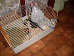Ici c'est Albert qui sort de la cage de Pipo le cochon d'inde.
