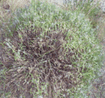 no2. au 1er plan, coupe dans le bois