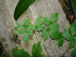 plante 1<br />plante grimpante, j'ai pensé à un genre de lierre mais les feuilles sont beaucoup plus petites
