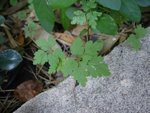 plante 2