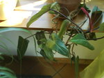 DSC00016.JPG