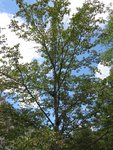 arbre inconnu 039 [800x600].JPG